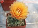 gymnocalycium-baldianum-x-andreae-2