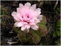 gymnocalycium-bueneckeri