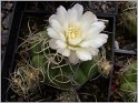 gymnocalycium-denudatum-2