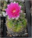 gymnocalycium-denudatum-cv-suba