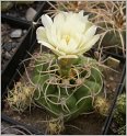 gymnocalycium-denudatum