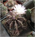 gymnocalycium-fridrichii