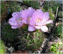 gymnocalycium-horridispinum-2