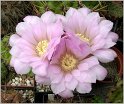 gymnocalycium-horridispinum