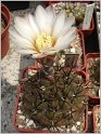 gymnocalycium-striglianum