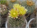 hamatocactus-hamatacanthus