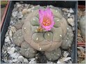 lophophora-fricii
