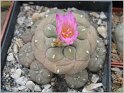 lophophora-fricii