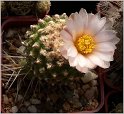 pediocactus-knowltonii