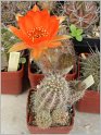 pragochamaecereus-hybr-1