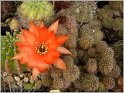 pragochamaecereus-hybr-3