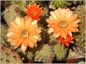 pragochamaecereus-hybr-4