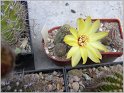 pragochamaecereus-hybr-5