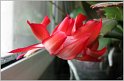 schlumbergera-hybr