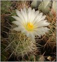 thelocactus-bicolor-var-bolansis