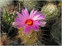 thelocactus-bicolor