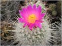 thelocactus-conothele-var-macdowelii-1