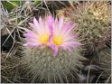 thelocactus-conothele-var-macdowelii-2