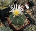 thelocactus-hexaedrophorus-1