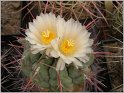 thelocactus-hexaedrophorus-2