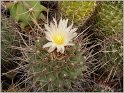 thelocactus-lophothele