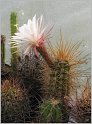 trichocereus-candicans-2