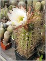 trichocereus-candicans