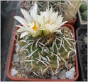 turbinicarpus-macrochele