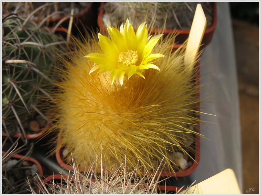 parodia-chrysacanthion-1.JPG