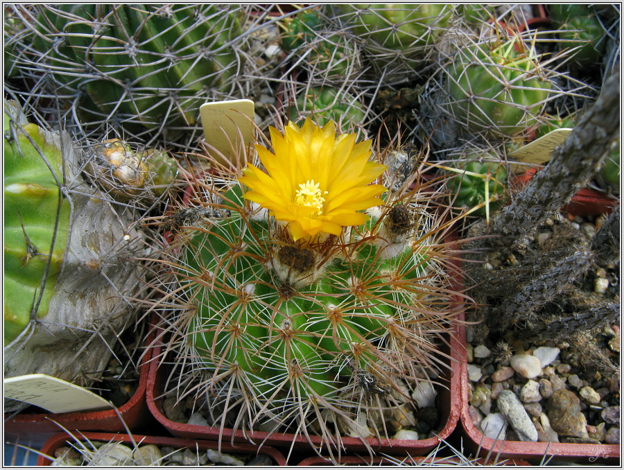 parodia-gracilis-2.JPG