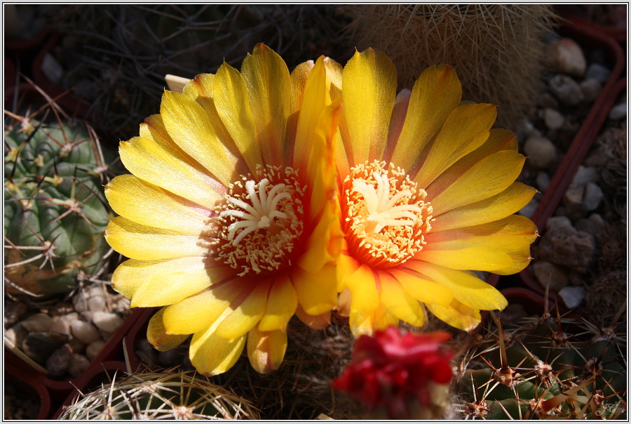 parodia-mutabilis-3.JPG