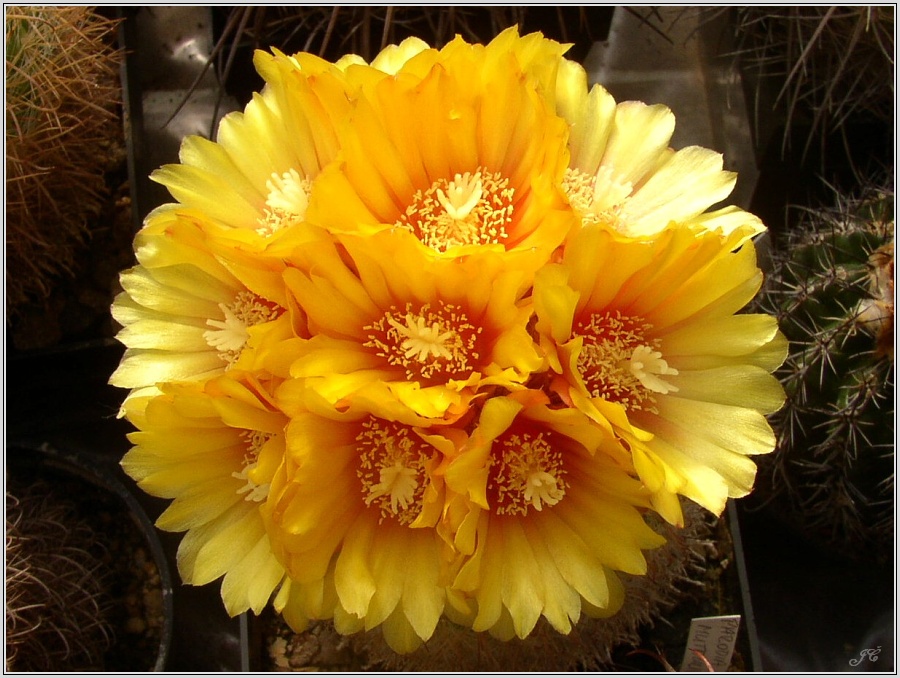 parodia-mutabilis-34.jpg