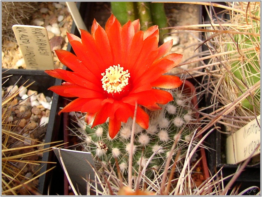 parodia-nivosa.jpg