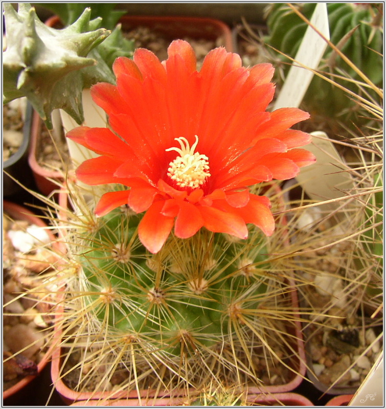 parodia-penicillata.jpg
