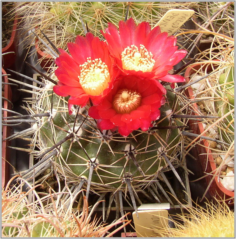 parodia-rubida.jpg