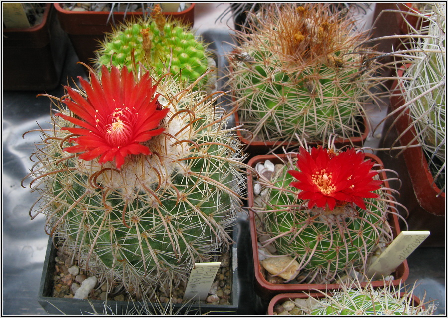 parodia-schwebsiana.JPG