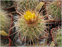 parodia-fulvispina