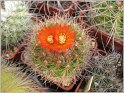 parodia-gracilis-1