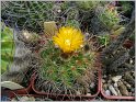parodia-gracilis-2