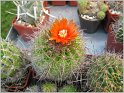 parodia-maasii