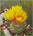 parodia-mutabilis-1