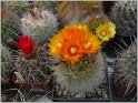parodia-mutabilis-2