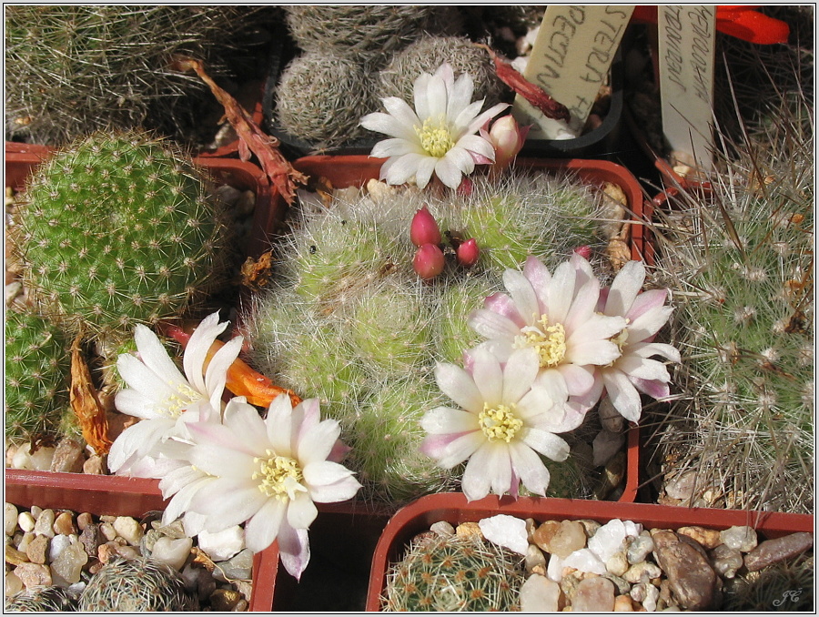 rebutia-albiflora.JPG