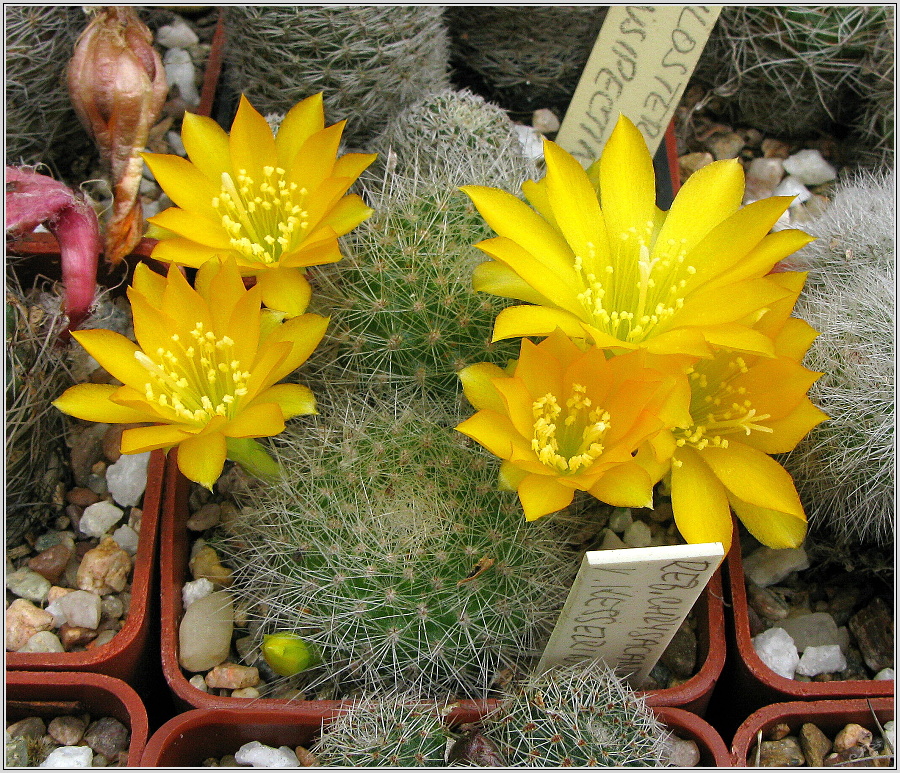 rebutia-chrysacantha-var-kesselringiana.JPG