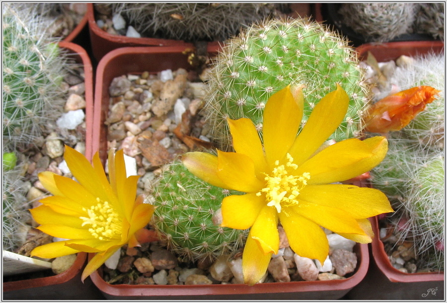 rebutia-fabrisii-var-flava-1.JPG