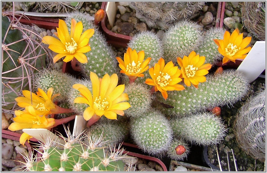 rebutia-fabrisii-var-flava-2.jpg