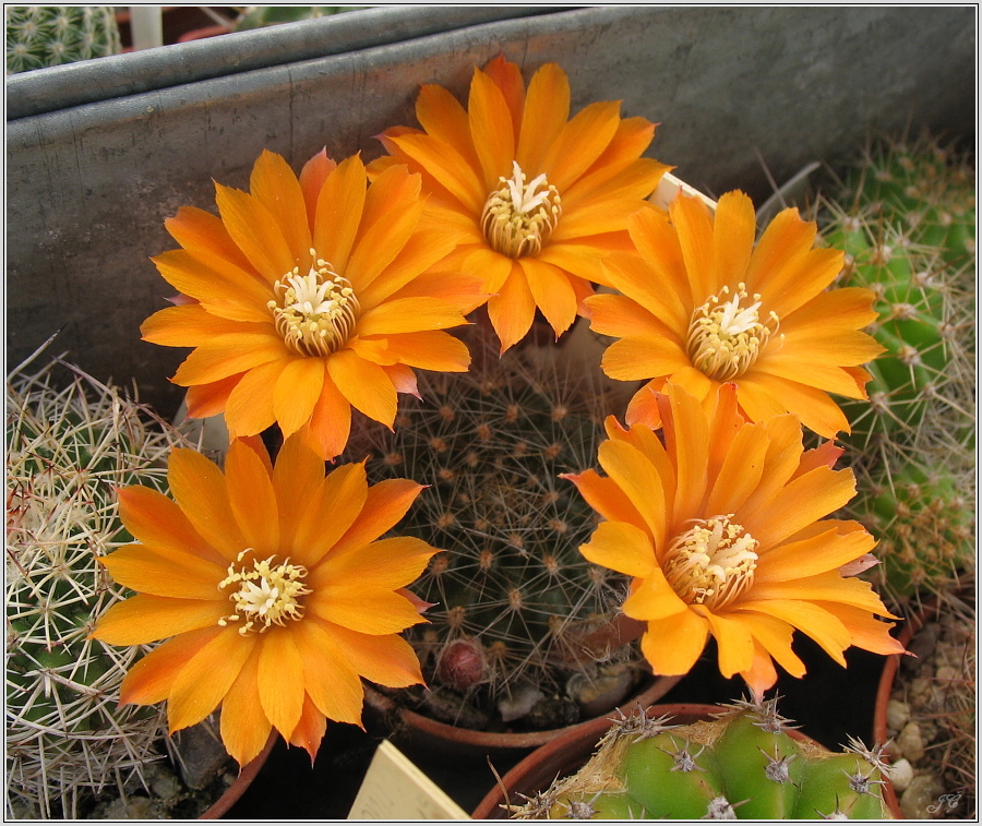 rebutia-flavistyla.JPG