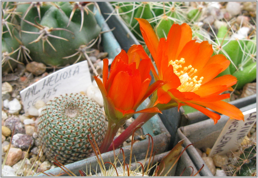 rebutia-heliosa-se155.JPG