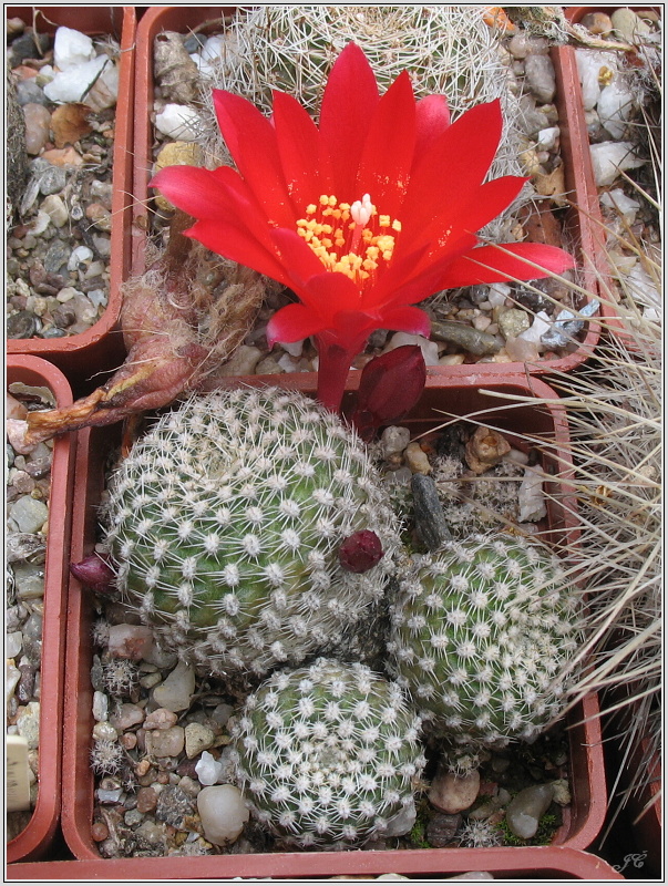 rebutia-krainziana.JPG