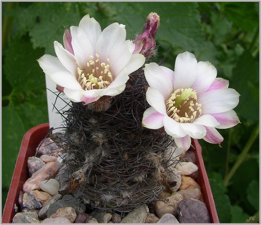 rebutia-leucanthema.jpg